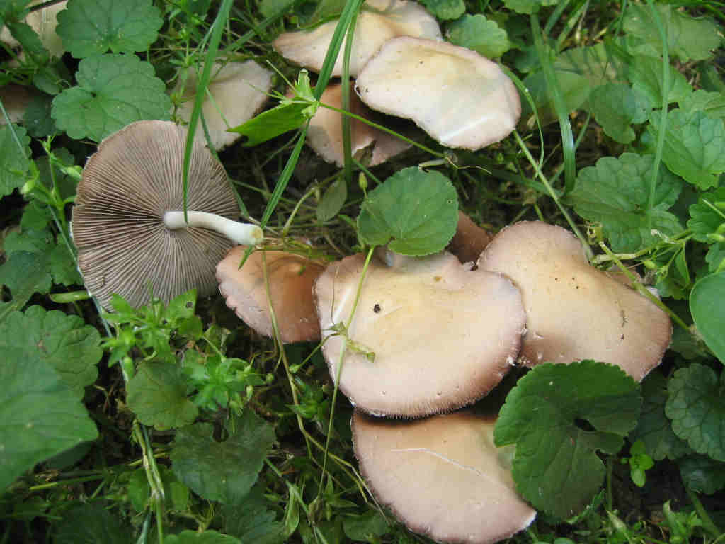 Psathyrella candolleana